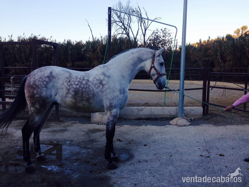 CABALLO TORDO CAPADO - Cruzado