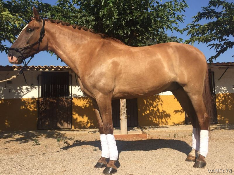 CDE Caballo de deporte  8 años in 