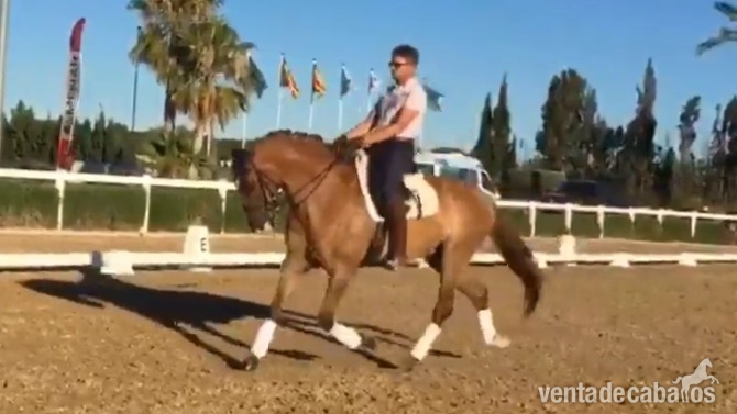 Caballos Capados Mestizo - CDE Caballo de deporte  8 años
