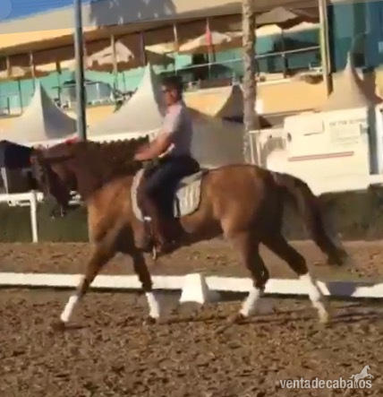 CDE Caballo de deporte  8 años - Caballos Capados Mestizo