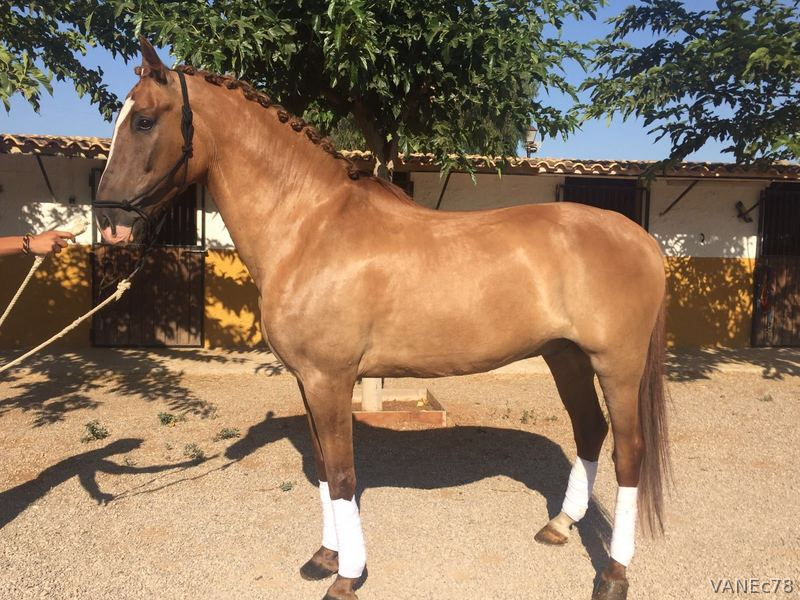 CDE Caballo de deporte  8 años - Mestizo