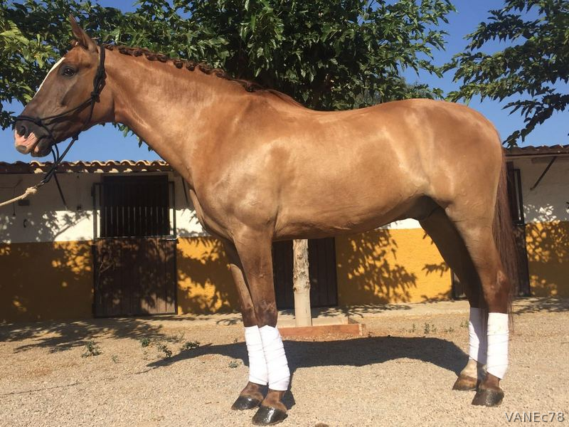 CDE Caballo de deporte  8 años - Caballos Capados