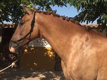 CDE Caballo de deporte  8 años