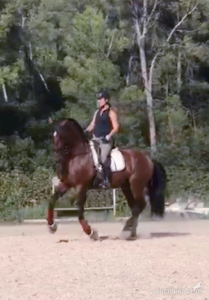 PS LUSITANO DOMA EN VENTA in 