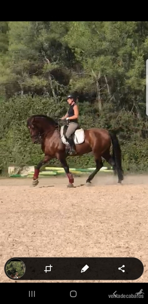 P S LUSITANO