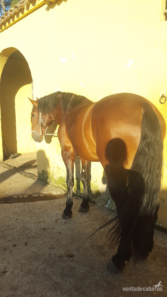 Caballos Enteros P S LUSITANO - PS LUSITANO DOMA EN VENTA