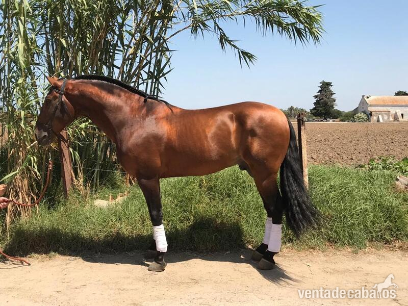 PS LUSITANO DOMA EN VENTA - Caballos Enteros P S LUSITANO