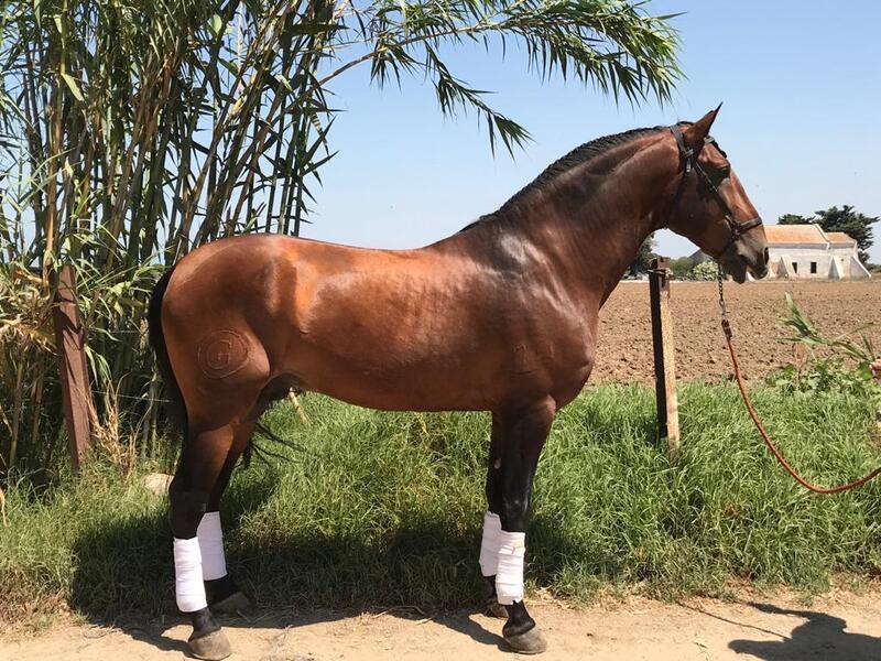 PS LUSITANO DOMA EN VENTA - P S LUSITANO