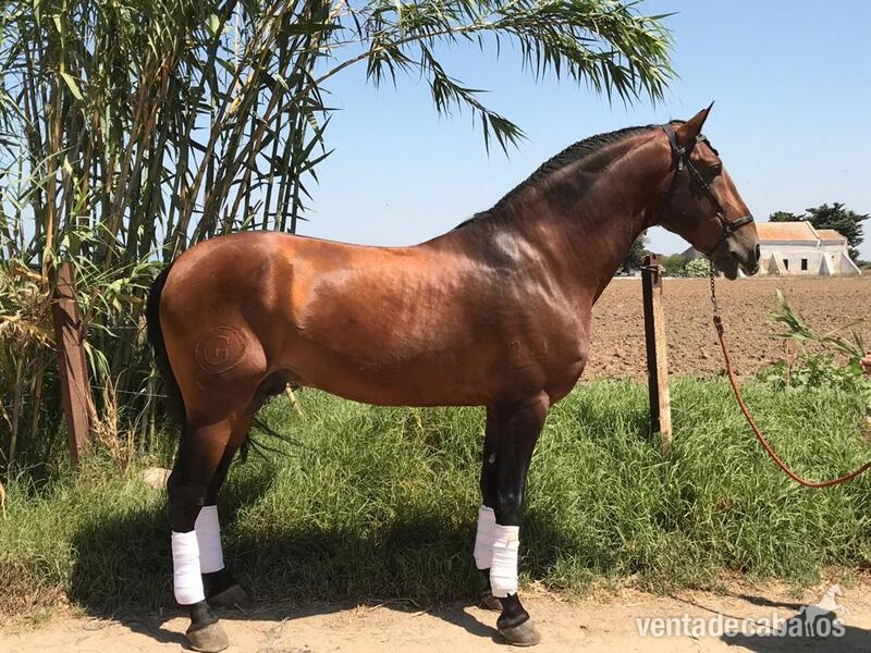 PS LUSITANO DOMA EN VENTA - P S LUSITANO
