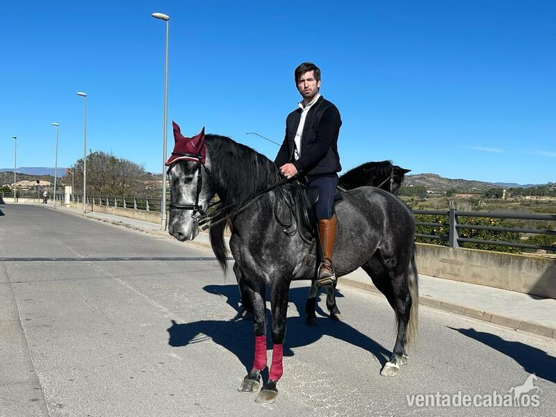 Se vende potro 5 años in 