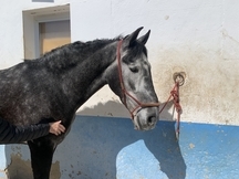 Se vende potro 5 años