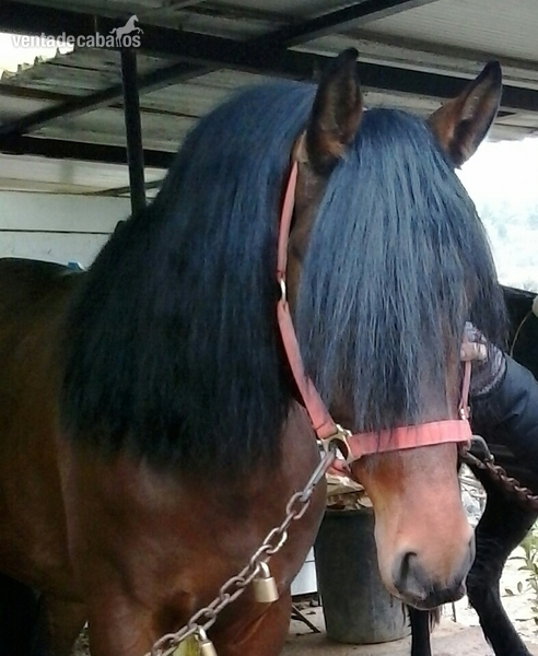 venta caballo pre in 