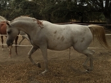 Magnifica yegua pura arabe torda