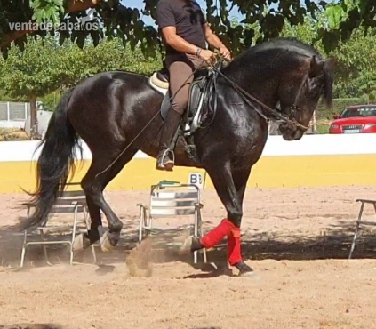 Caballo Pre 4 años in 