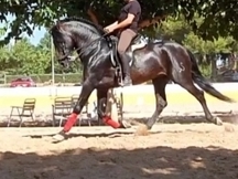Caballo Pre 4 años