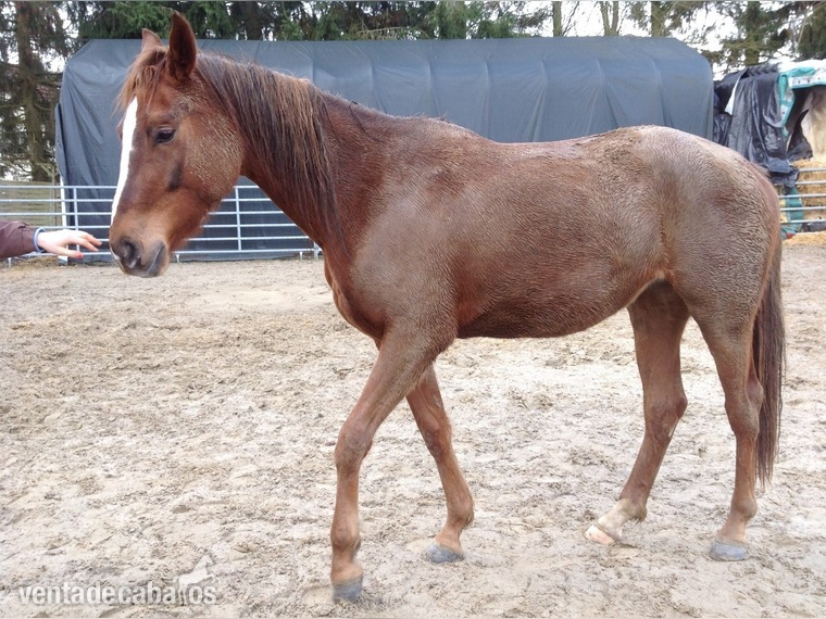 3 años de edad del caballo in 