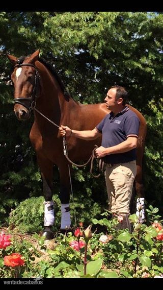 Caballo con cuatro años  in 