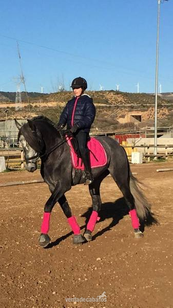 Caballos Pura Raza Española (P.R.E.) Pura Raza Española - SE VENDE PRE DE 5 AÑOS