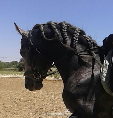 SE VENDE PRE DE 5 AÑOS - Caballos Pura Raza Española (P.R.E.) Pura Raza Española