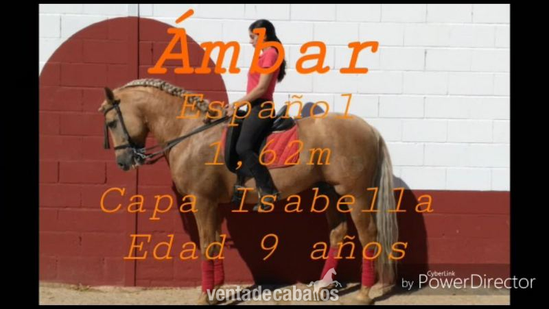 Caballo Ambar Capa Isabelina in 