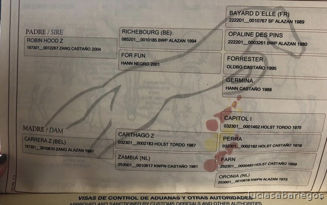Yegua CDE salto máxima calidad in 