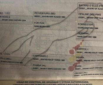 Yegua CDE salto máxima calidad