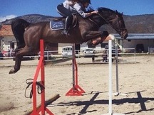 Yegua CDE salto máxima calidad