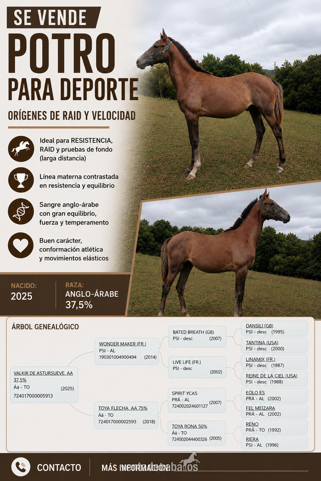 SE VENDE POTRO ANGLOÁRABE in 