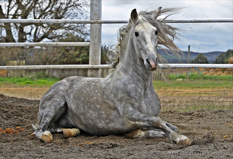 Espectacular Tordo PRE in 