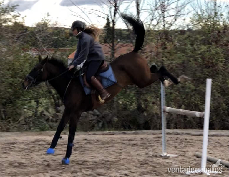 Yegua joven salto in 