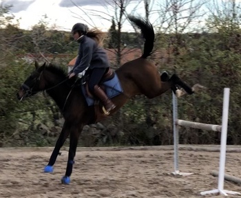 Yegua joven salto