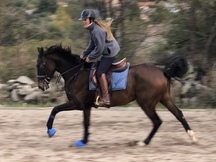 Yegua joven salto