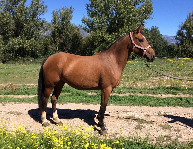 Hispano-Arabe