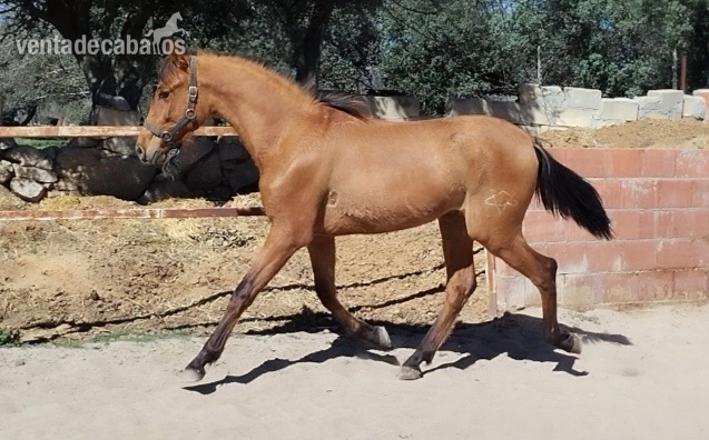 Potro pre yeguada vilñuela in 