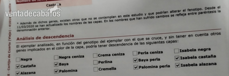 Potro pre yeguada vilñuela - Caballos Pura Raza Española (P.R.E.) Pre