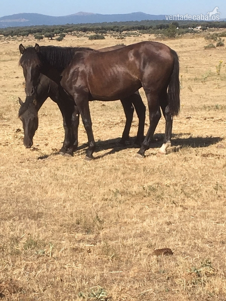 Caballos Pura Raza Española (P.R.E.) Pura Raza Española - venta potros pura raza española
