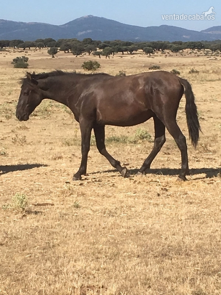 venta potros pura raza española - Caballos Pura Raza Española (P.R.E.) Pura Raza Española