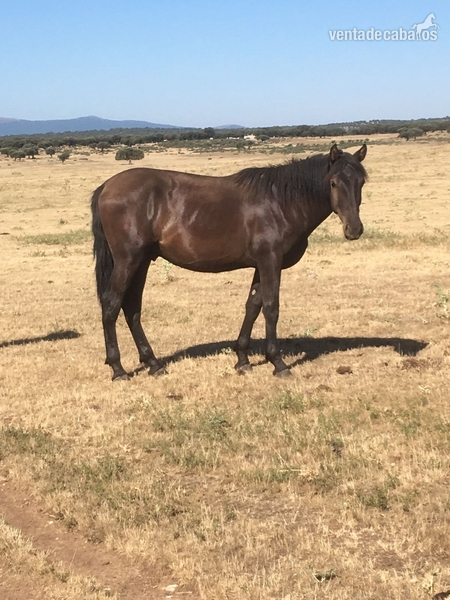 venta potros pura raza española - Caballos Pura Raza Española (P.R.E.)