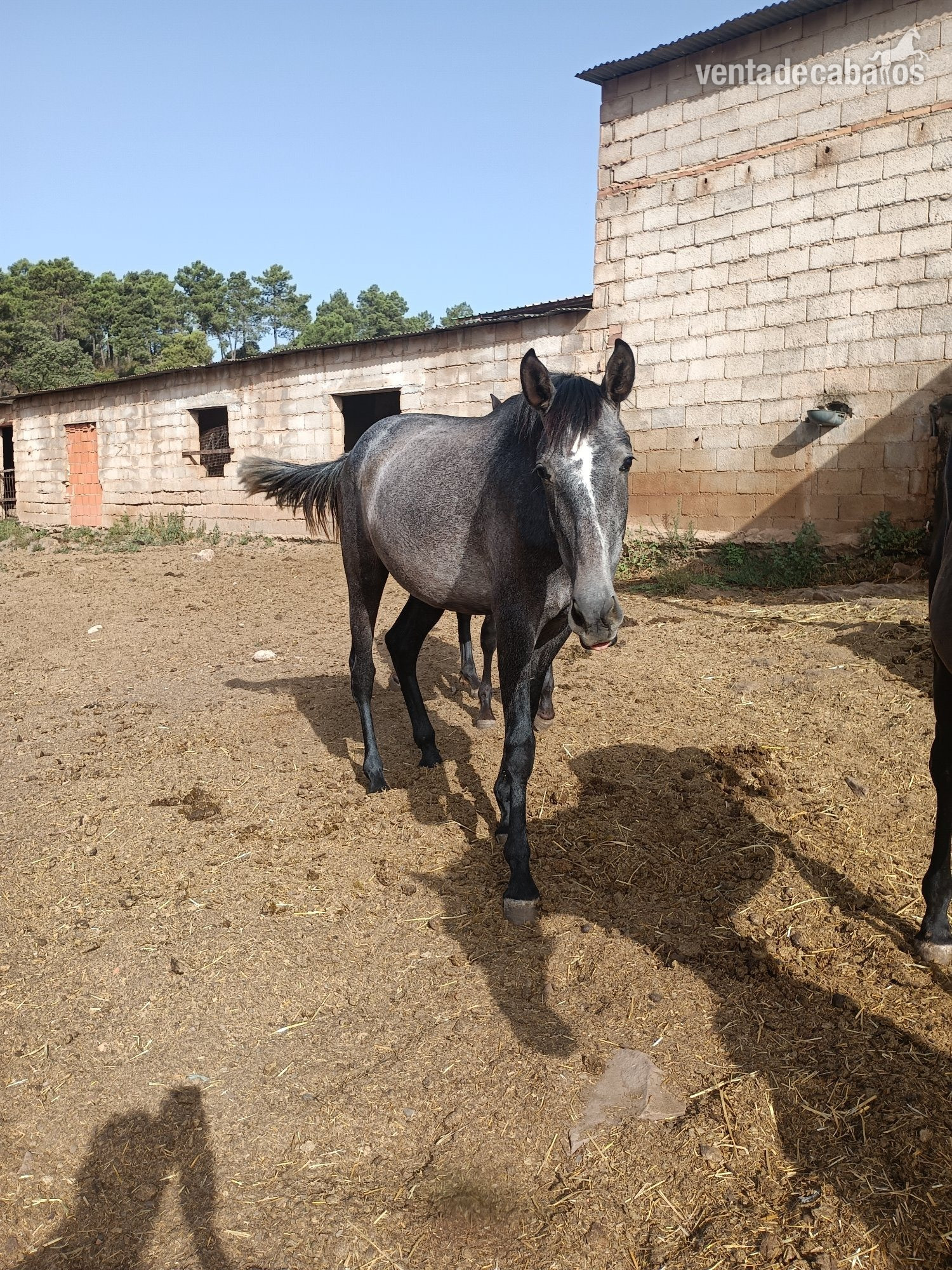 Caballos Pura Raza Española (P.R.E.) EMPTY - potro PRE del 2024