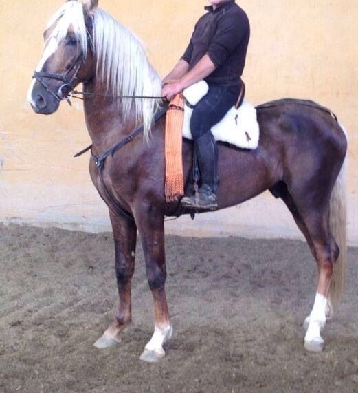 Caballo perla lusitano  in 