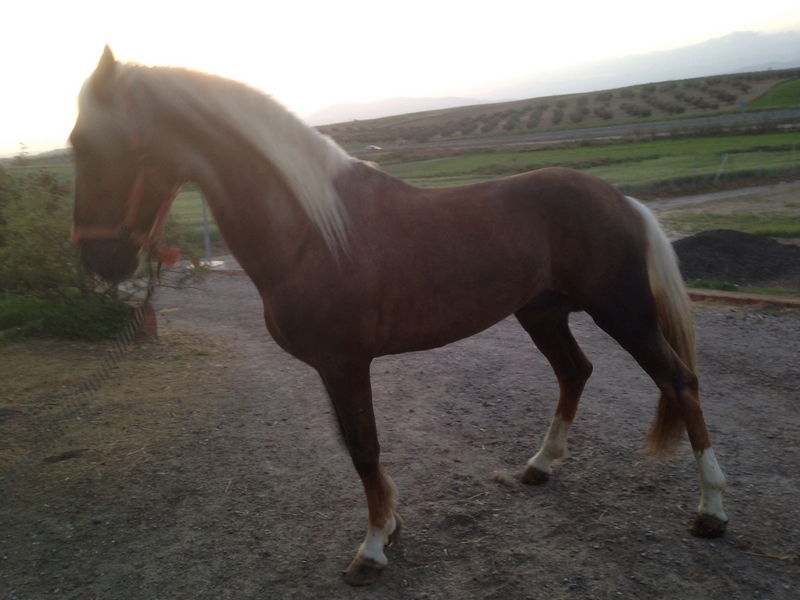 Lusitano