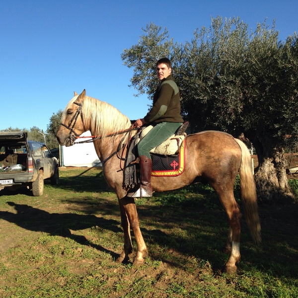Lusitano {TYPE}