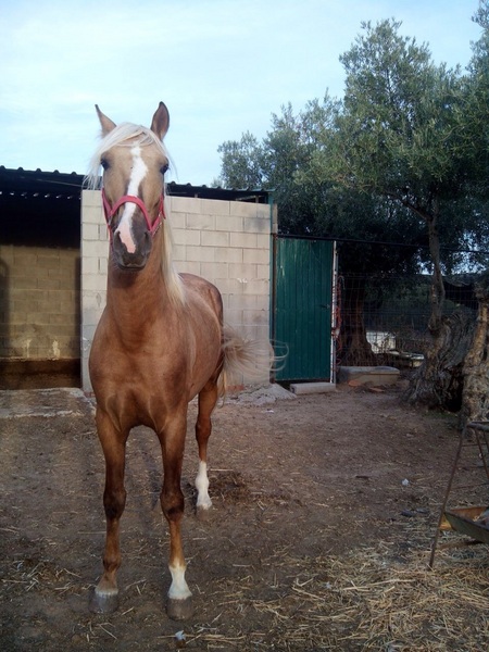 Caballos Enteros Lusitano - Caballo perla lusitano 