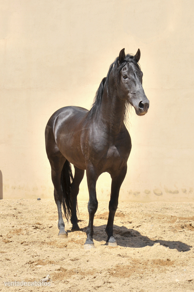 ESPECTACULAR SEMENTAL PURA RAZA ESPAÑOLA - Caballos Pura Raza Española (P.R.E.) Pura Raza Española