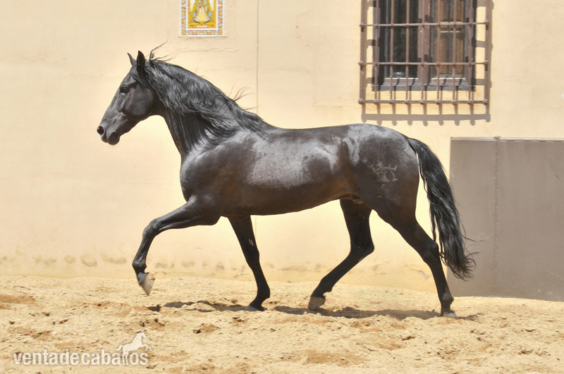 ESPECTACULAR SEMENTAL PURA RAZA ESPAÑOLA - Caballos Pura Raza Española (P.R.E.)