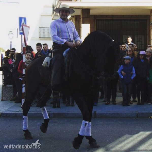 Pura Raza Española