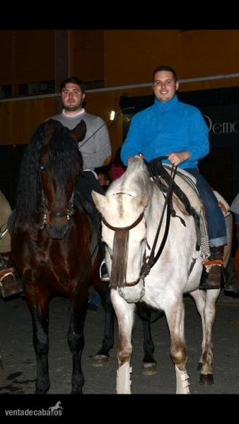 Caballos Pura Raza Española (P.R.E.) Pura Raza Española - Caballo pre apto reproductor