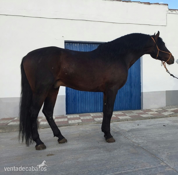 Caballo pre apto reproductor - Caballos Pura Raza Española (P.R.E.) Pura Raza Española