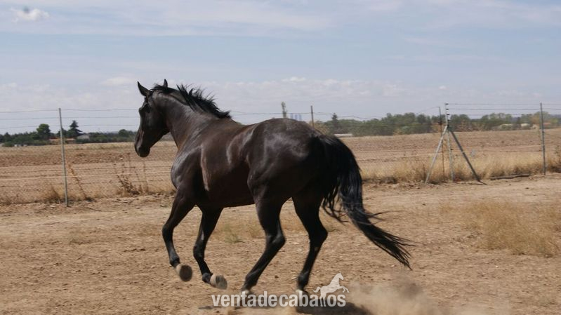 Yegua CDE negra  in 