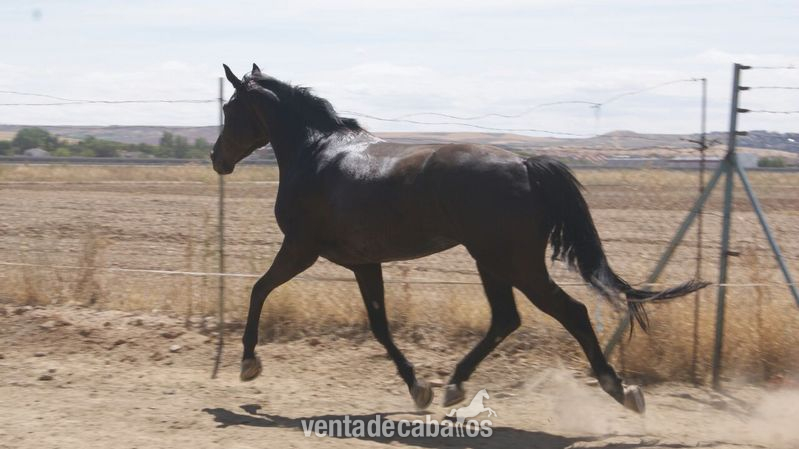 Caballo de Deporte Español (CDE)